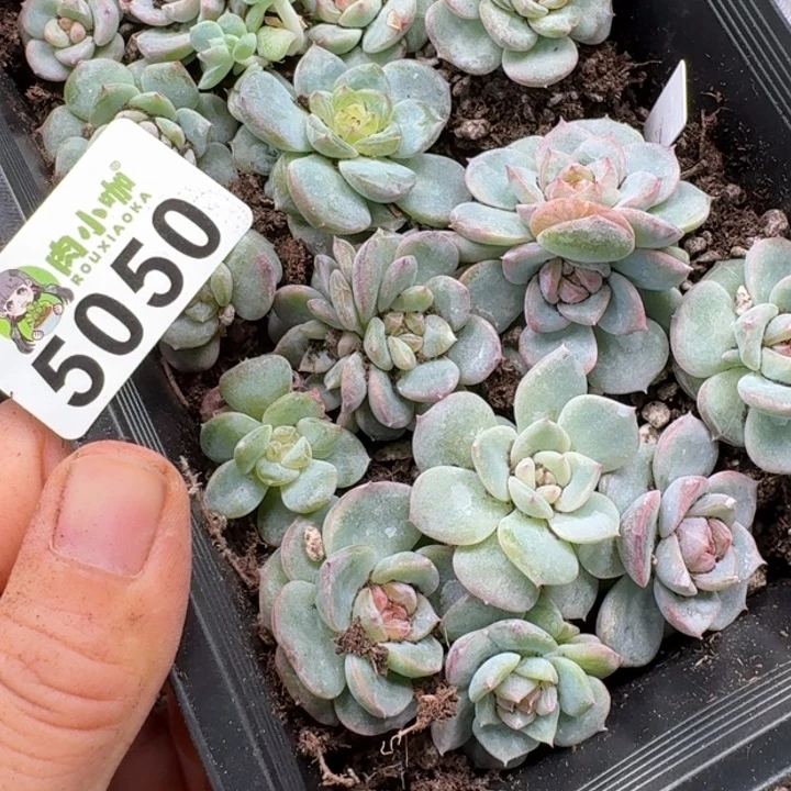 今***丶多肉植物多肉植物