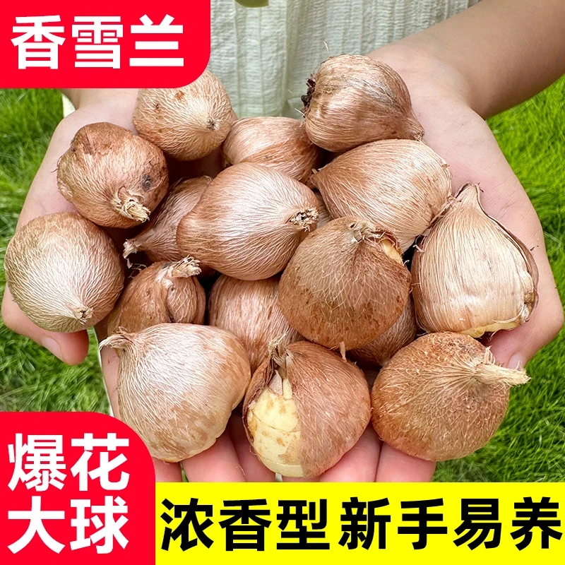 香雪兰种球重瓣小苍兰四季开花好养活观花卉盆栽球根植物种子盆栽