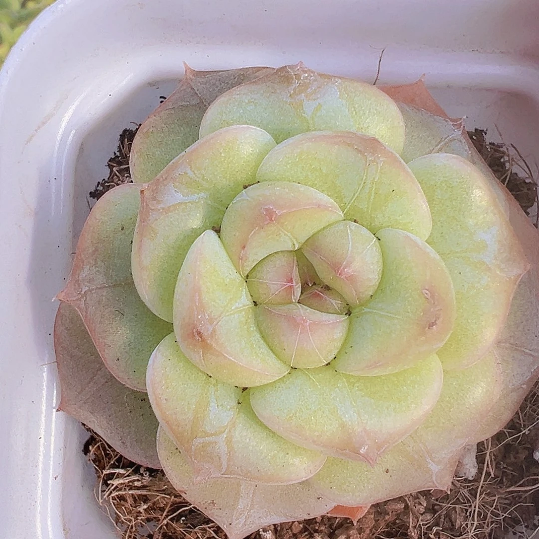纹星珍妮19包邮多肉