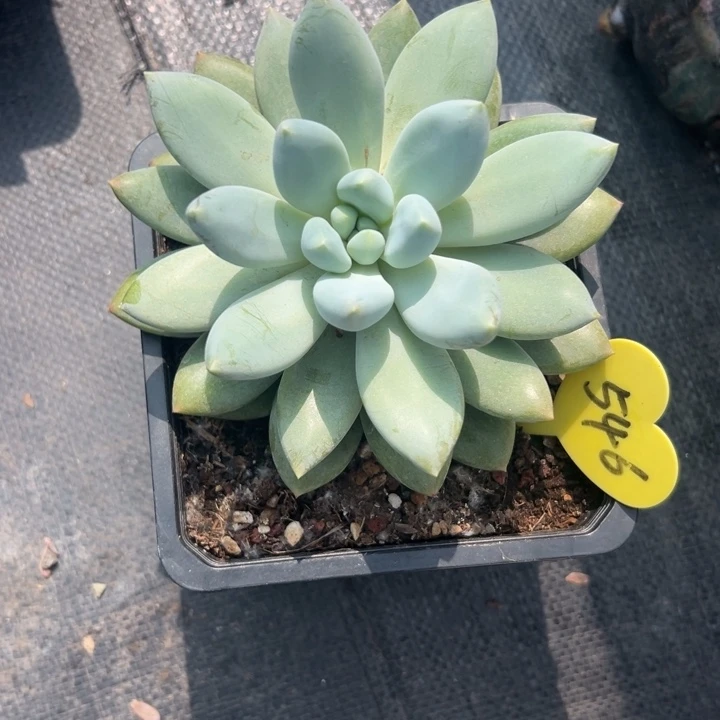无花朵Y*S多肉植物等野生植物为