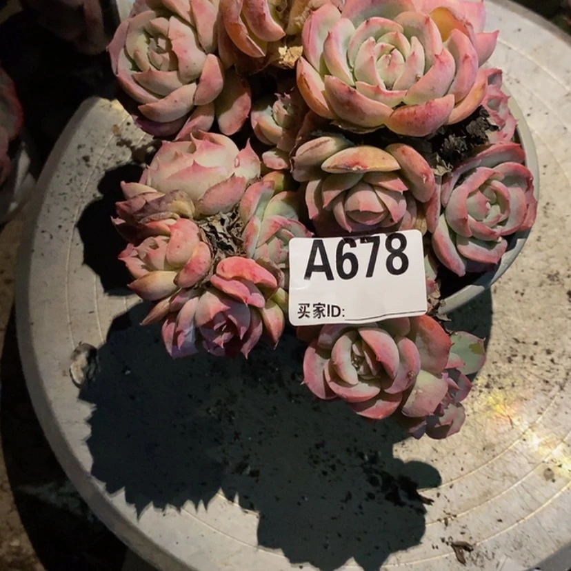 【闪购商品】7*妹多肉植物的