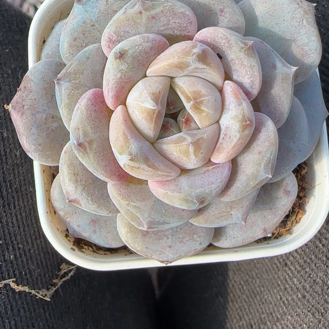 小卡拉米糖心一物一拍