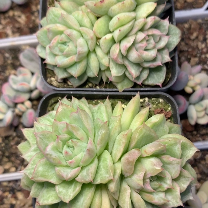 饺子锦双头脱土发货