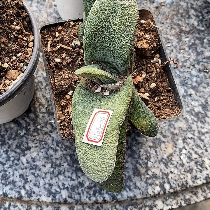 绿***宝完美主义者勿拍硬叶010506