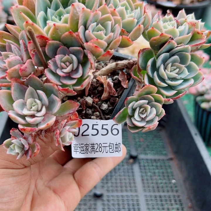 幸运的是我还没遇到幸运