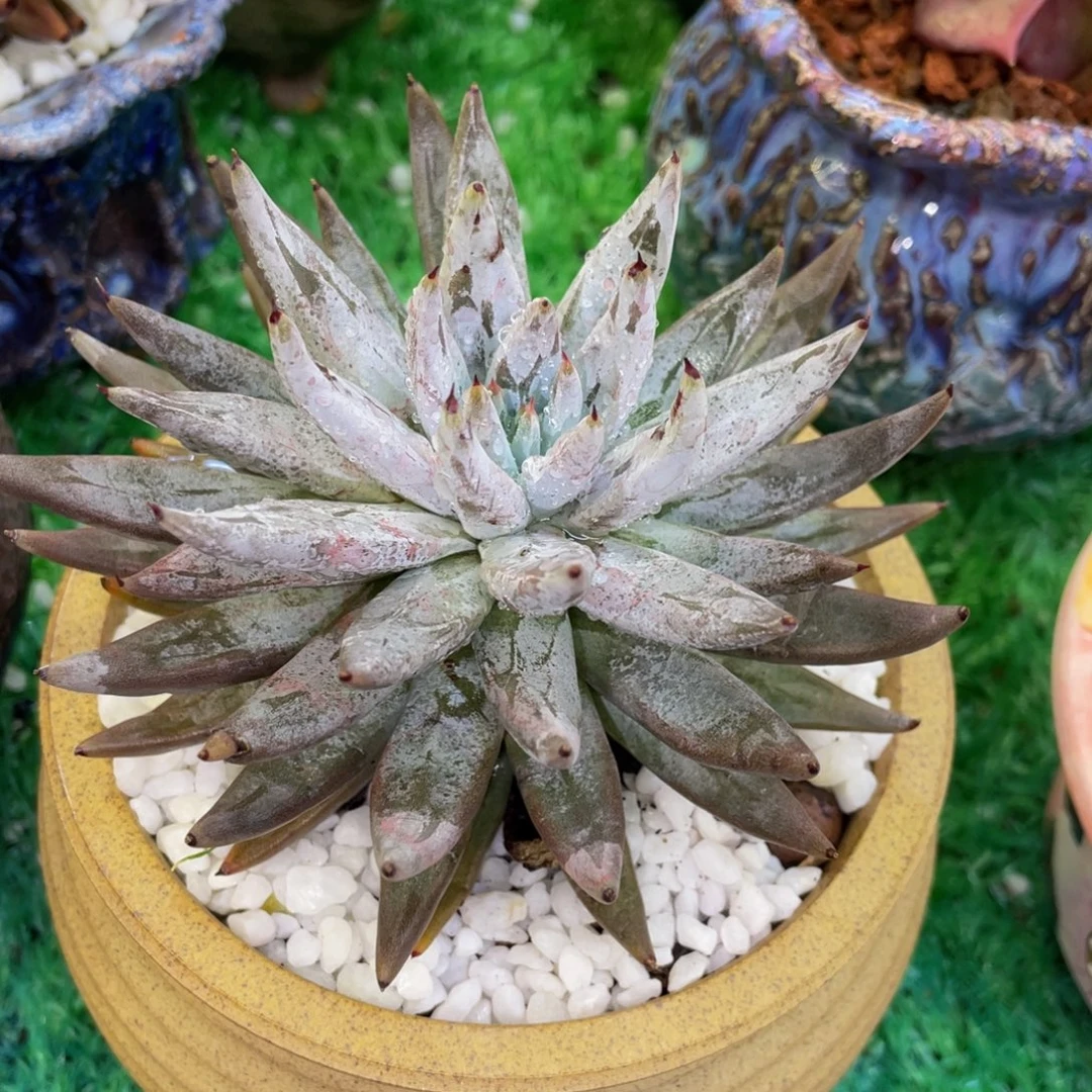 当***归多肉植物盆栽多肉