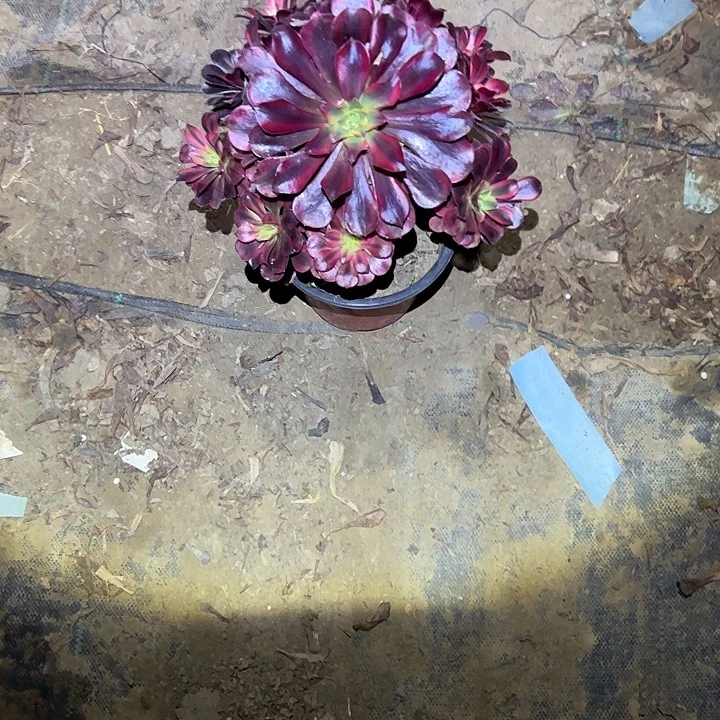 不包侧枝一物一拍