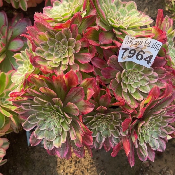 7694粉丝荣多肉植物