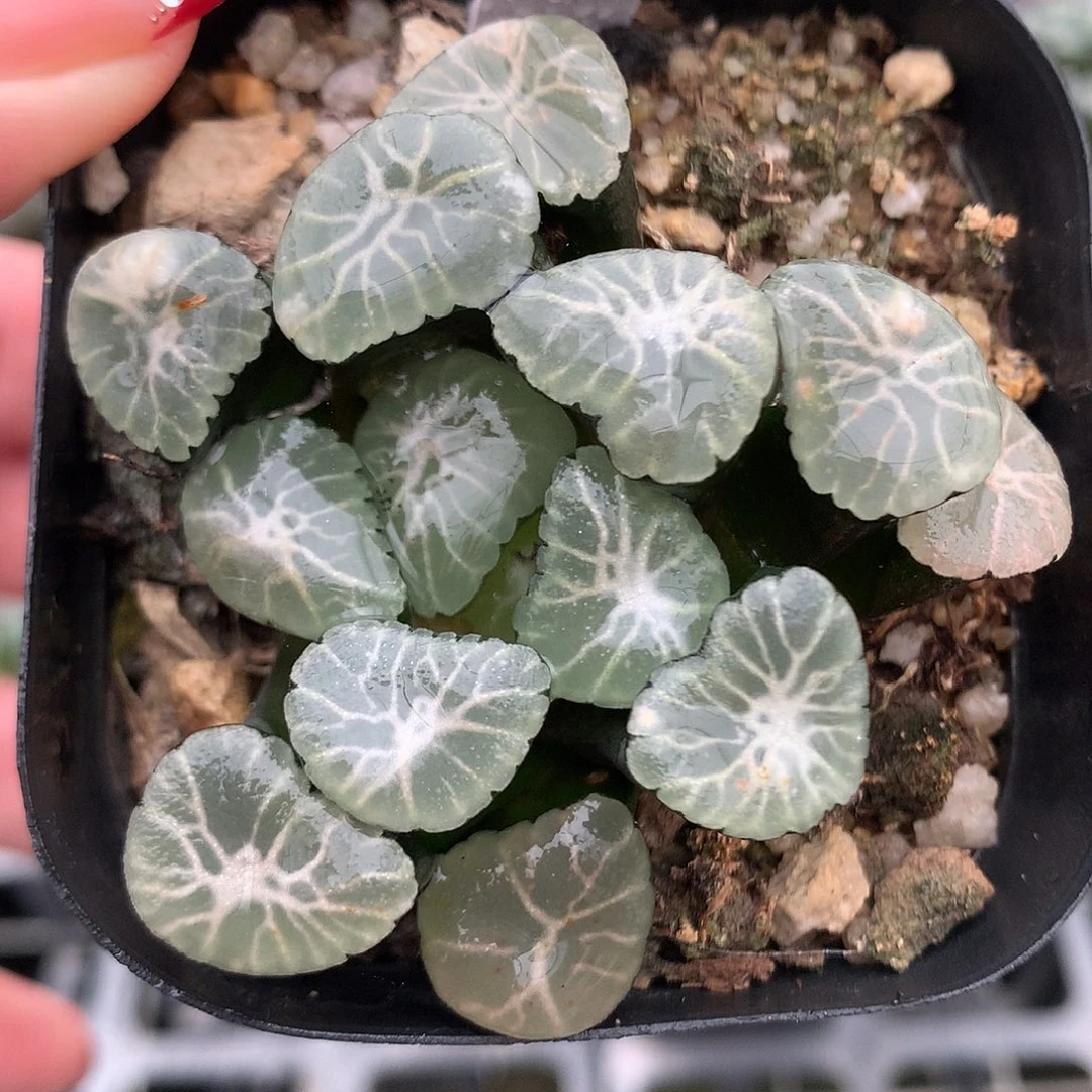 13号冰雷万象带盆土