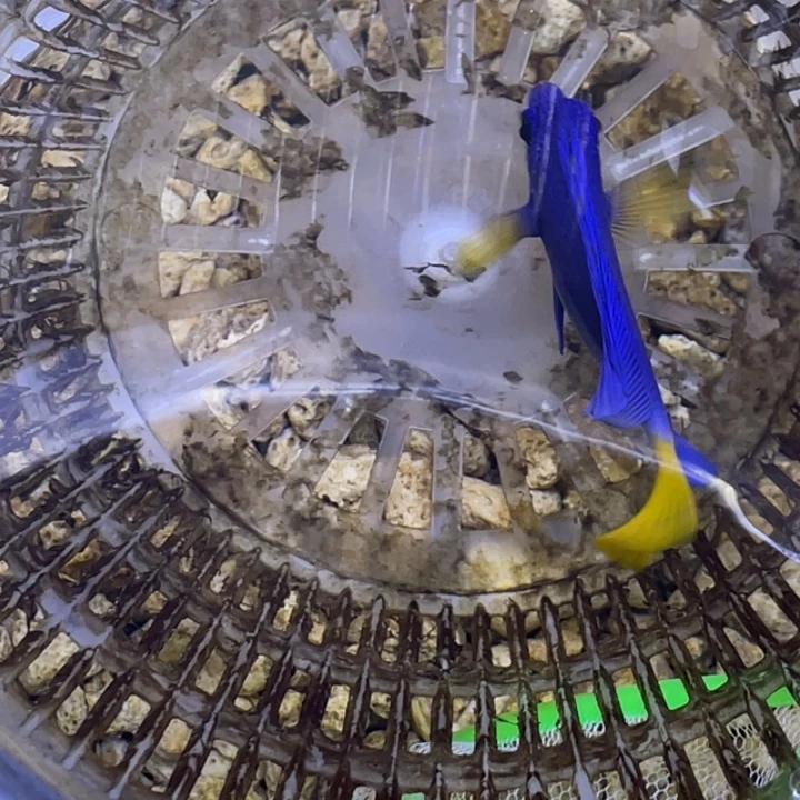 ᵃ***ᶜ海水鱼紫调一条顺丰包邮，