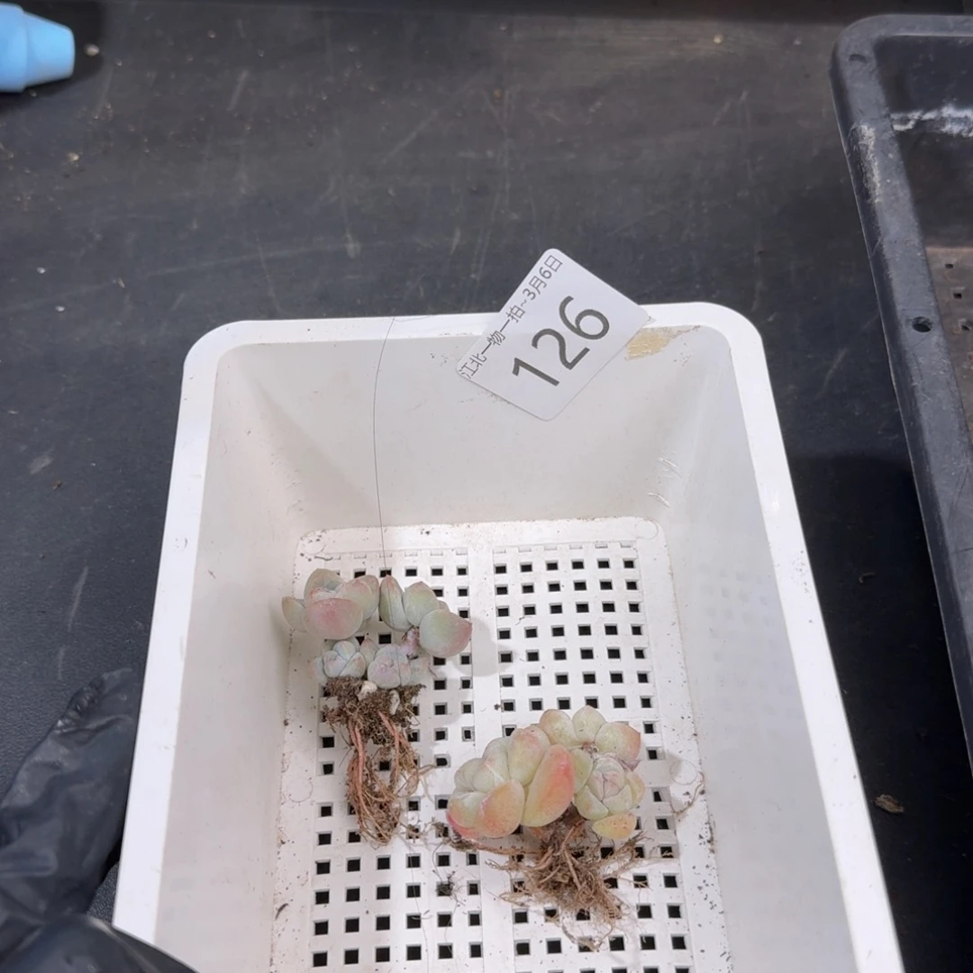 126 号到手一框江北多肉