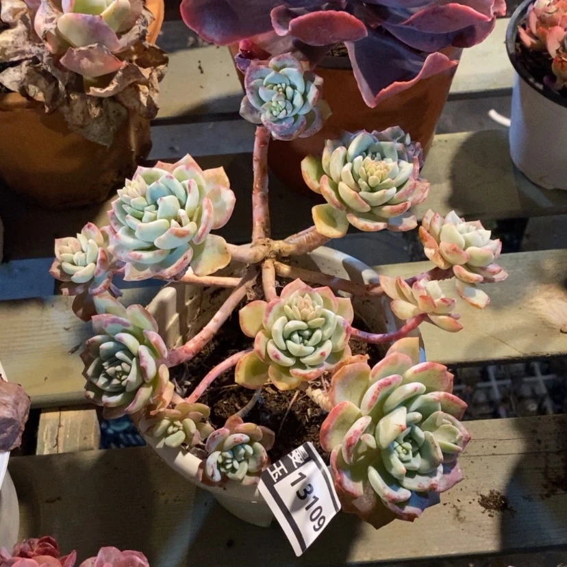 【闪购商品】香*儿千山雪13109