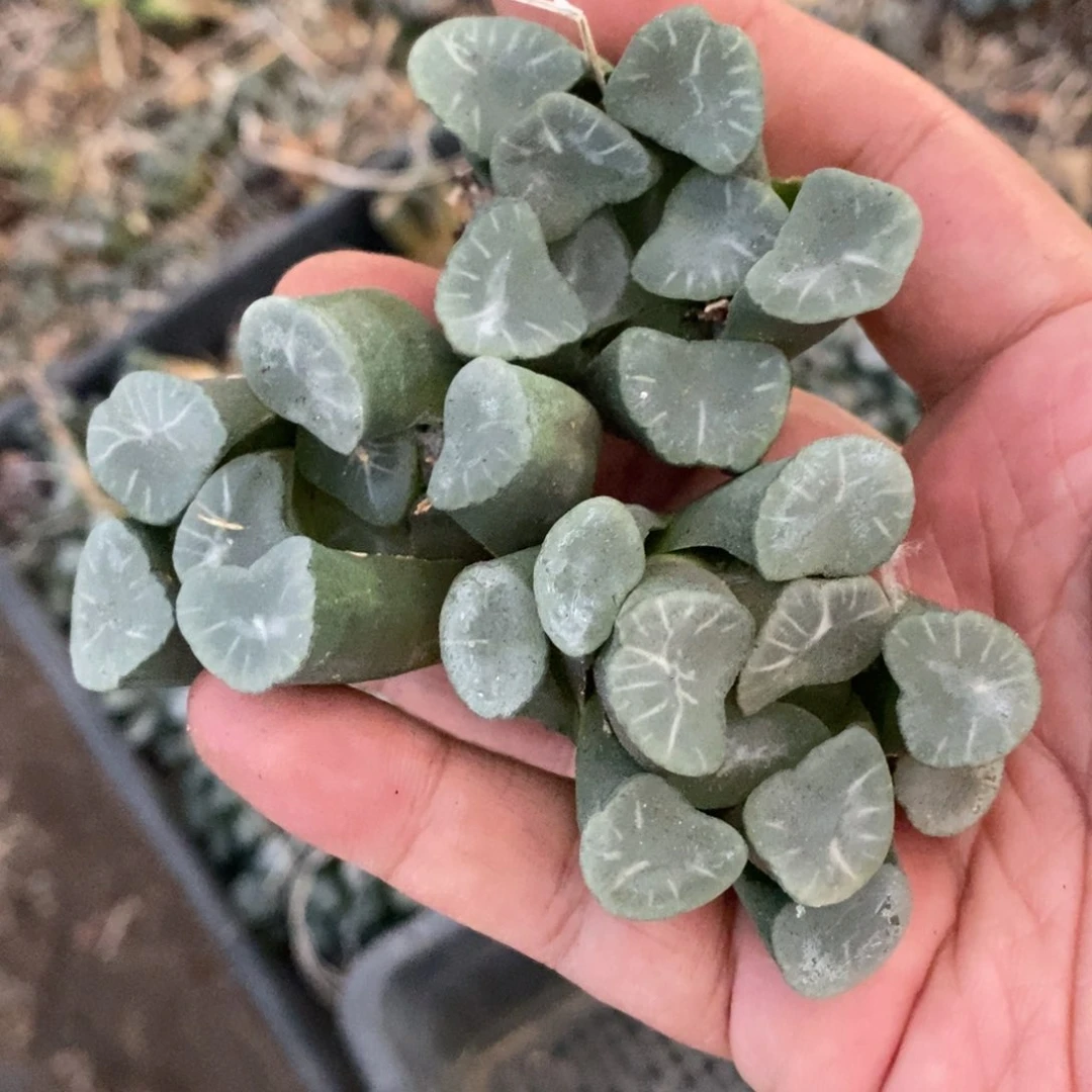 220 一颗实生糯窗万象 没啥纹路 超级福利