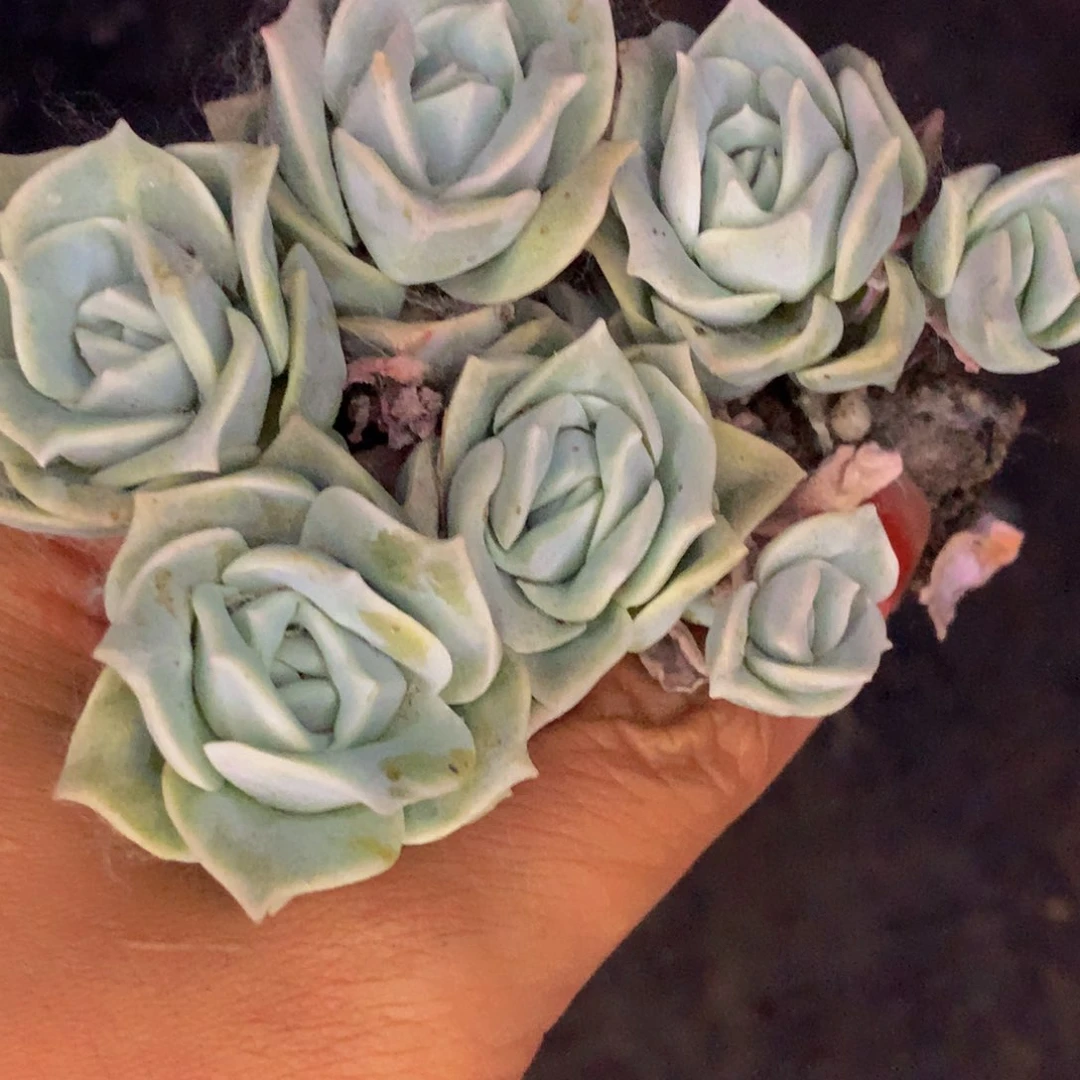 可爱玫瑰小。（不满9.99发叶子）