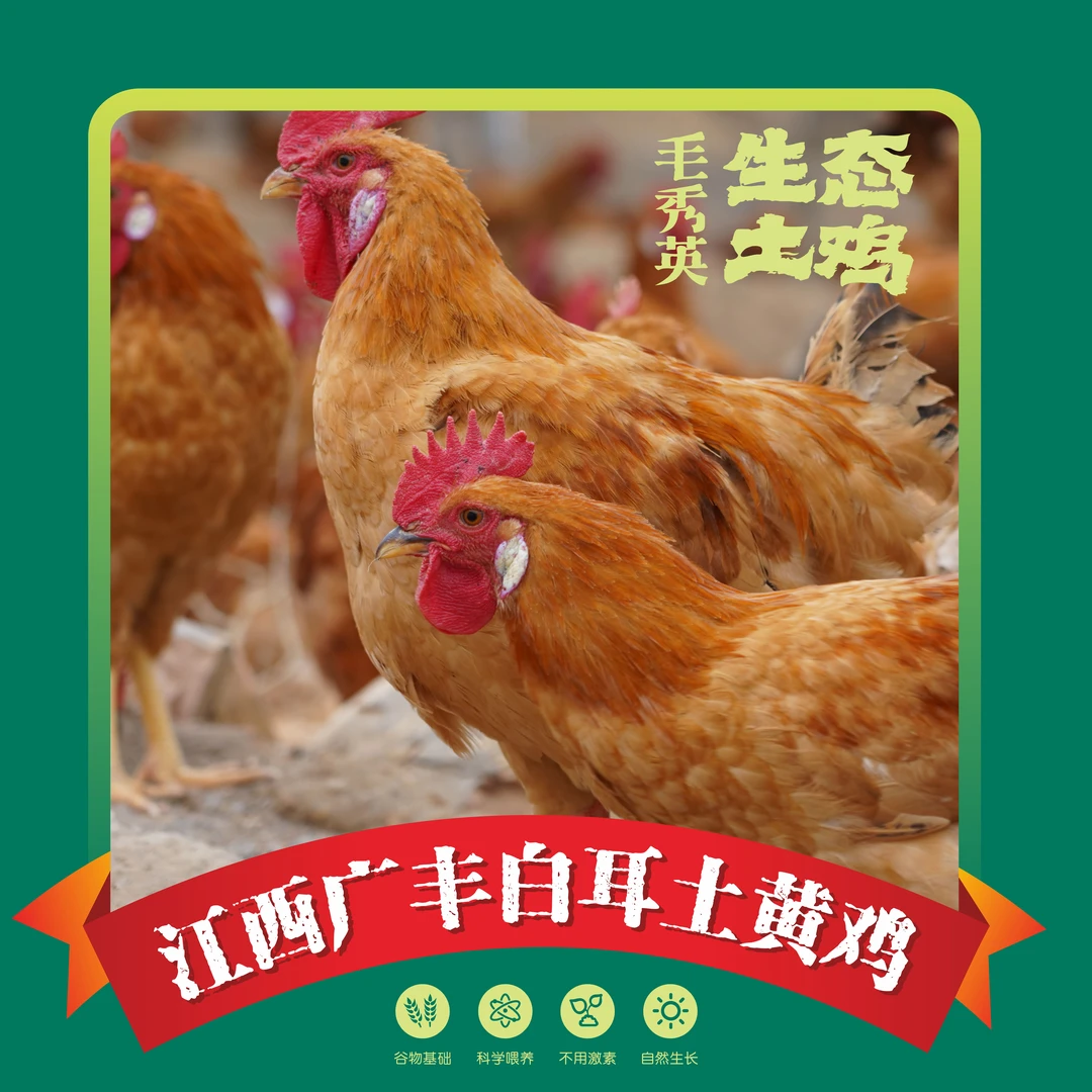 【三黄白耳土鸡】山林撒欢一百五十天，土鸡鲜味赛神仙