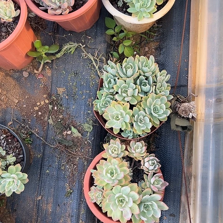 来*来多肉植物实物577