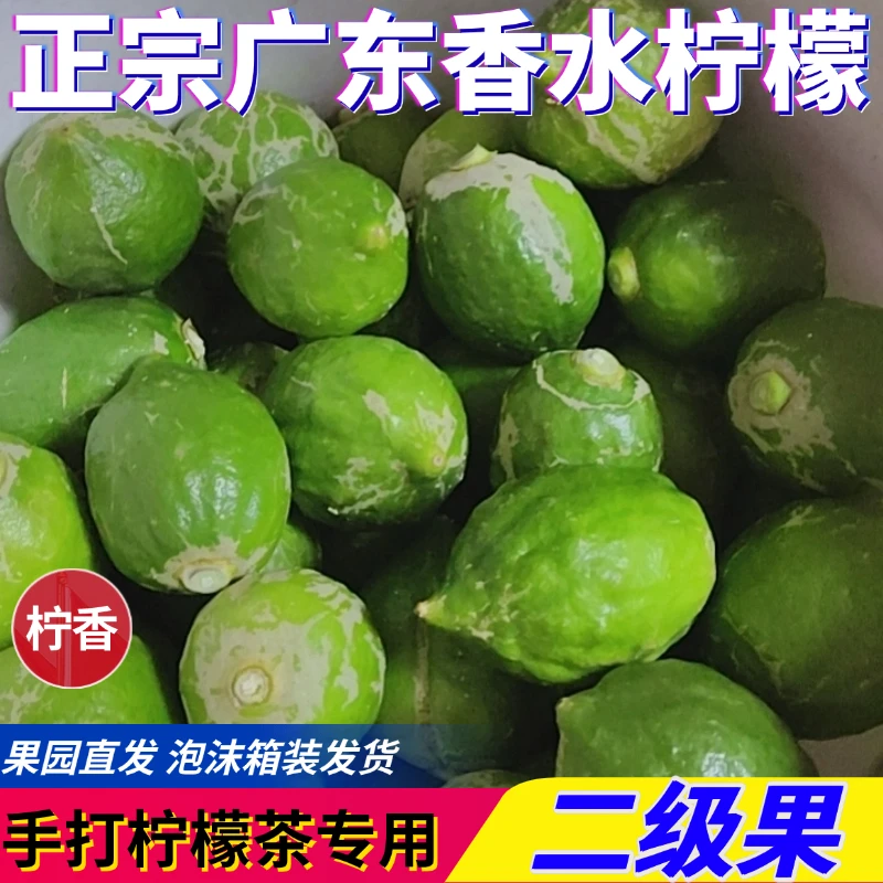 二级果  广东香水柠檬新鲜现摘多汁香味浓郁手打柠檬茶店档专用