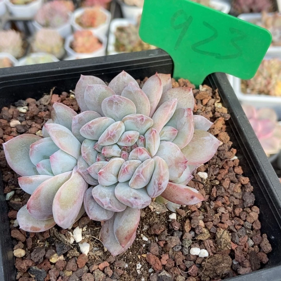 923橙子缀多肉植物