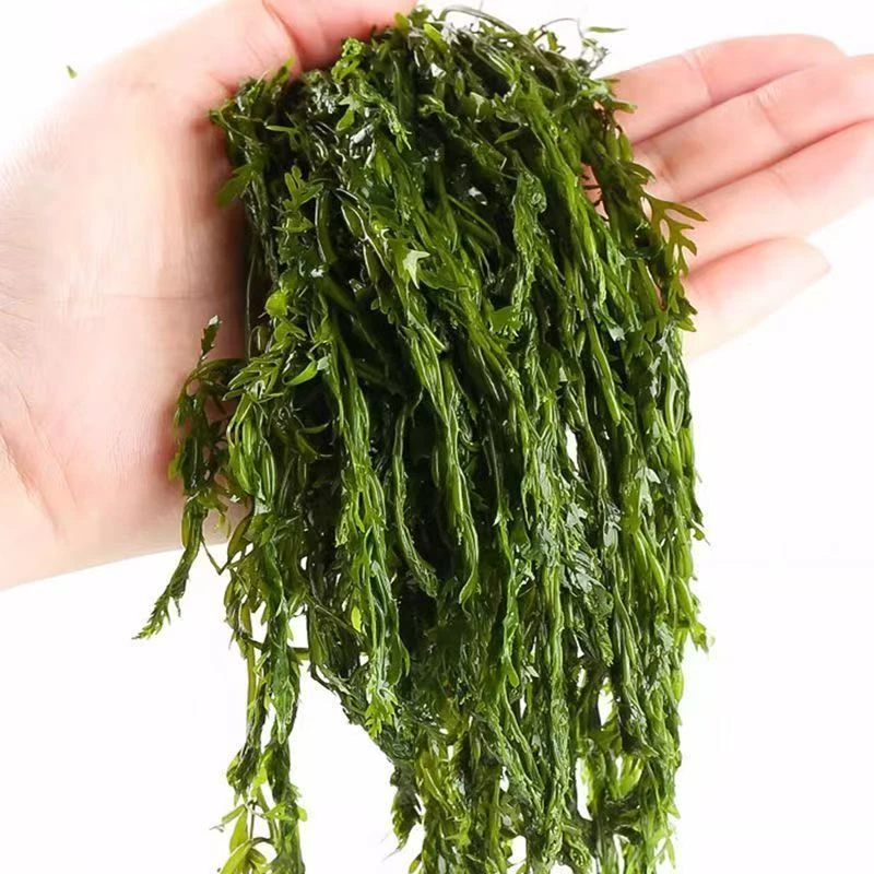 头茬盐渍鞭炮笋马尾藻长寿菜新鲜凉拌火锅