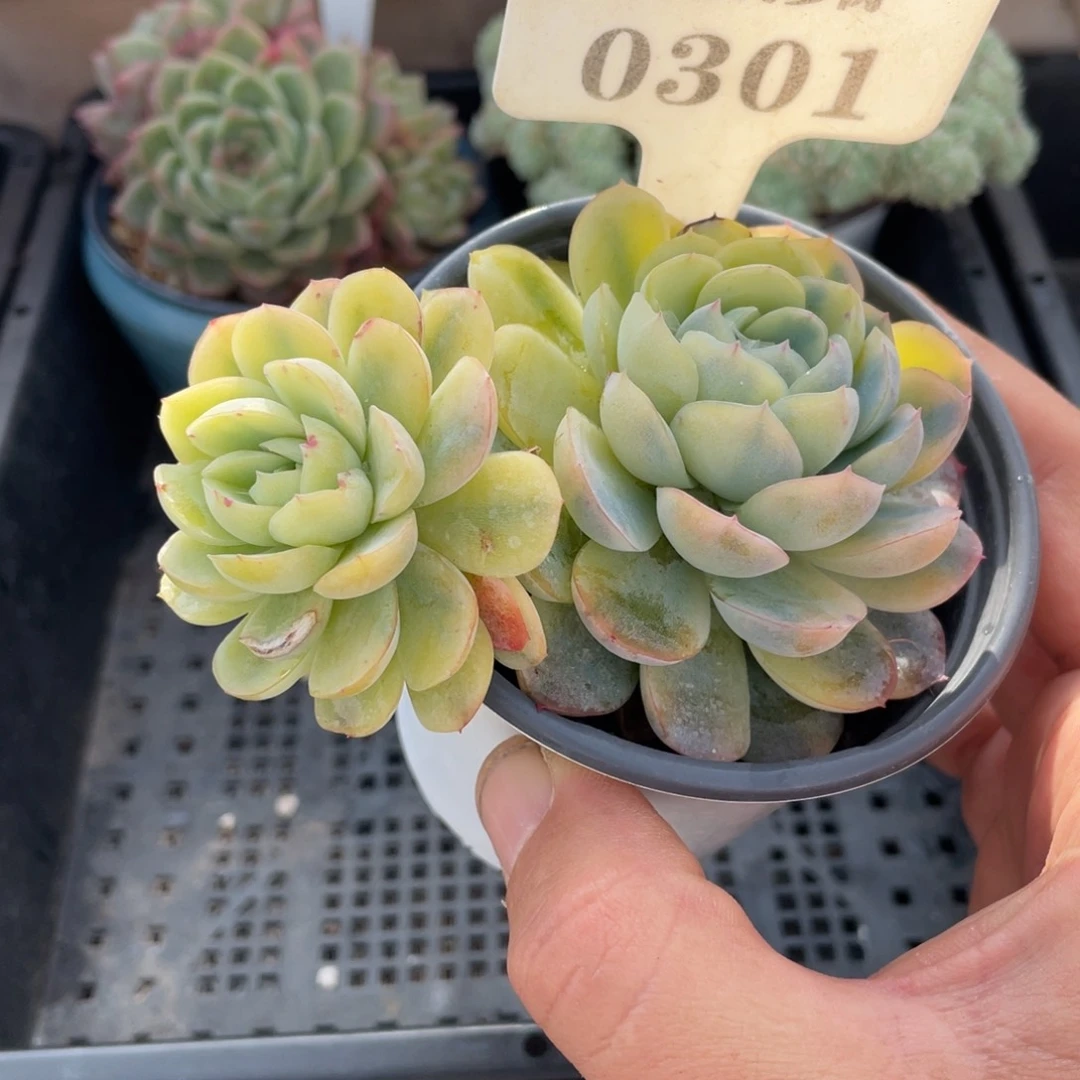 0301草莓冰锦不带盆10厘米