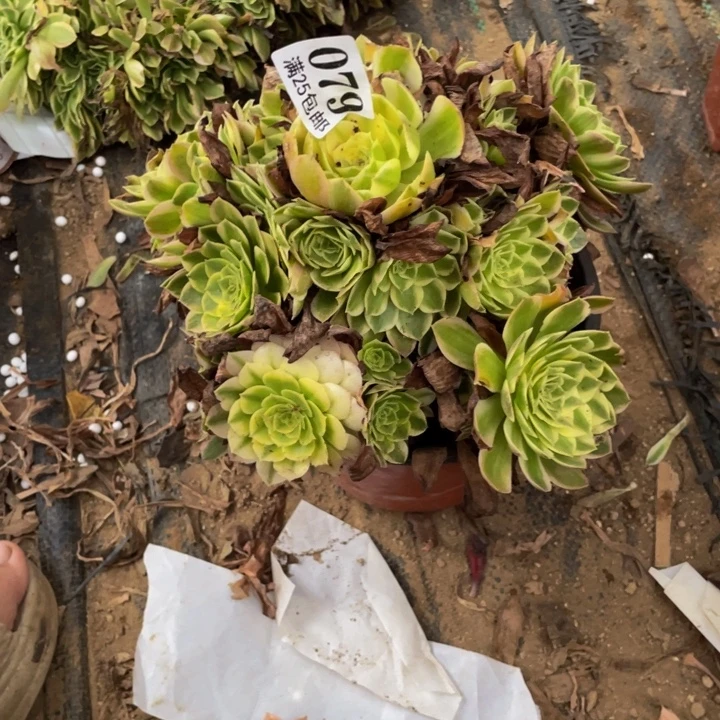 079海仙多肉植物的