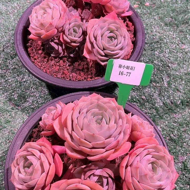 16.77璨露带盆一个多肉