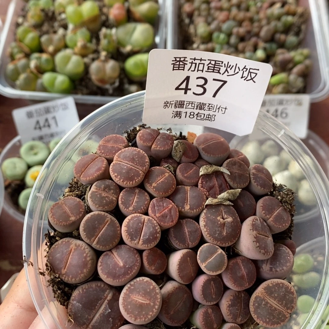感谢您的支持，00437