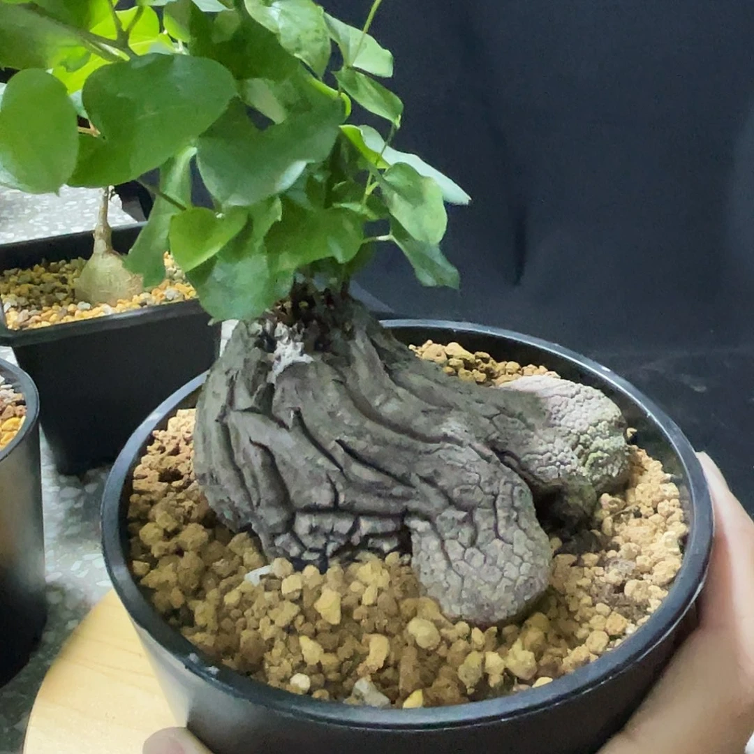 优选象足龟66666666666