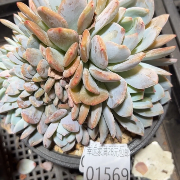 幸运的人会遇到你喜欢