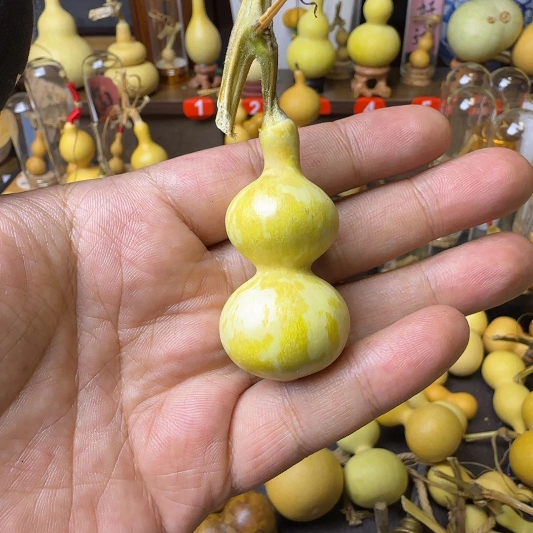 犬****花叶八宝宫廷一枚