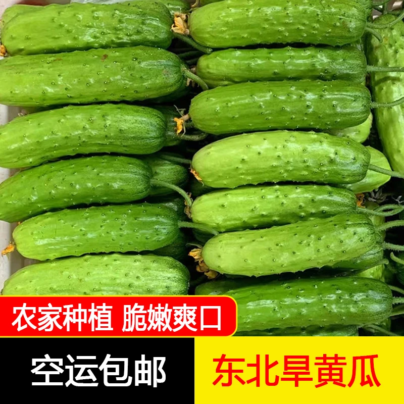 【空运包邮】东北新鲜旱黄瓜水果小黄瓜现摘生吃蘸酱菜2/3/5斤