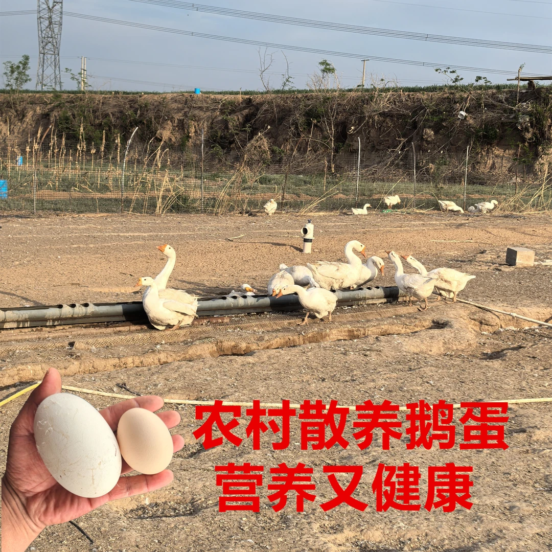单个重120g--150g农村散养鹅蛋新鲜鹅蛋真鹅蛋