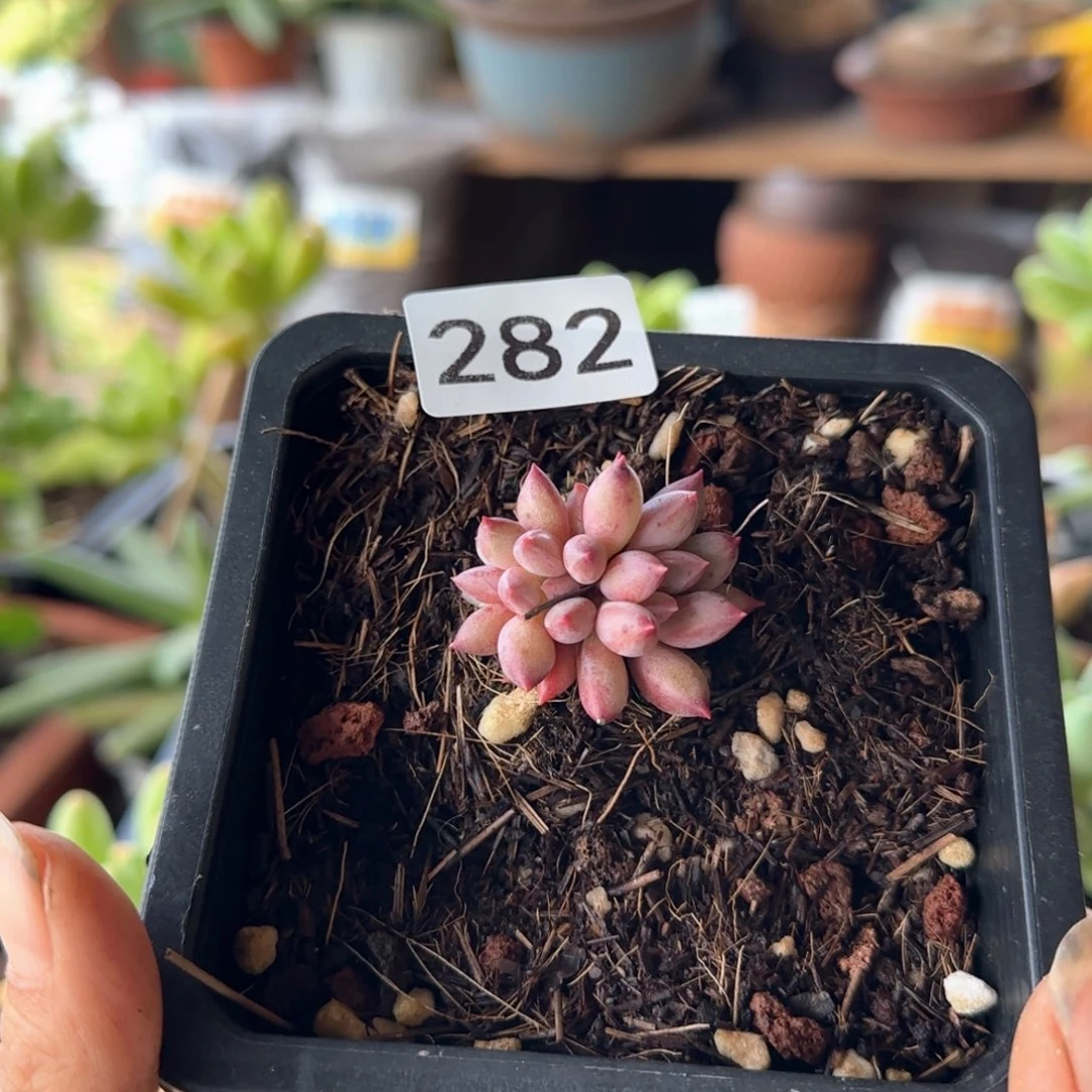 282号 一物一拍 一物一拍