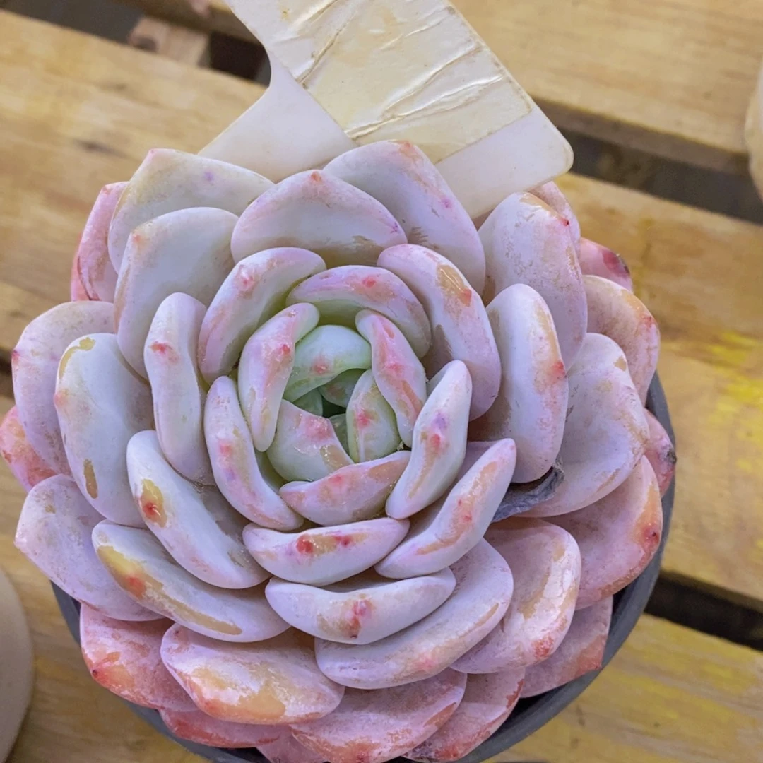 跨年夜，福利专场，一单就包邮，感谢大家