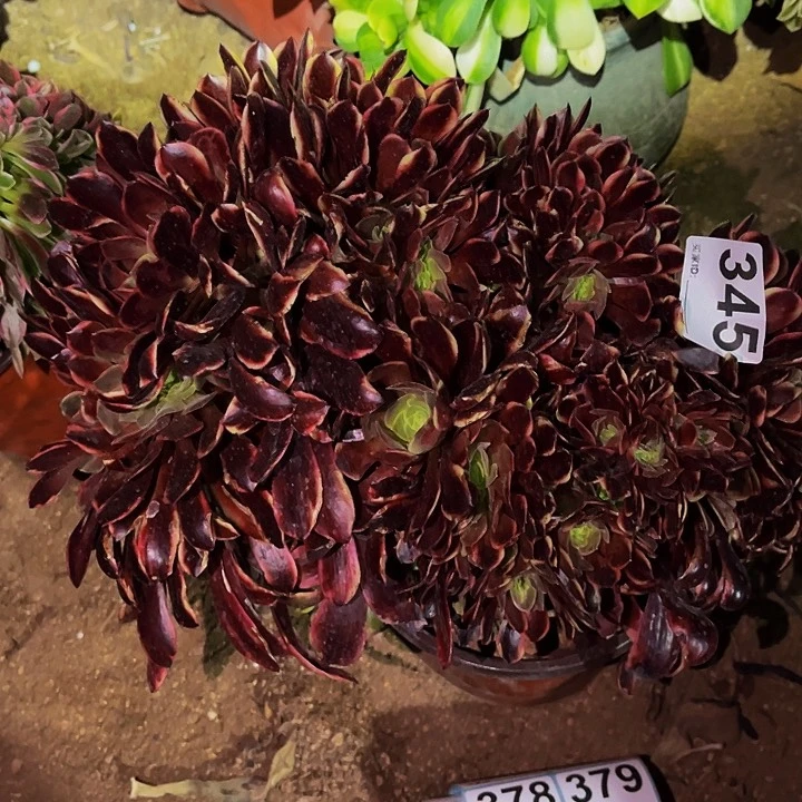 345金丝欧嘉丽多肉植物缀化