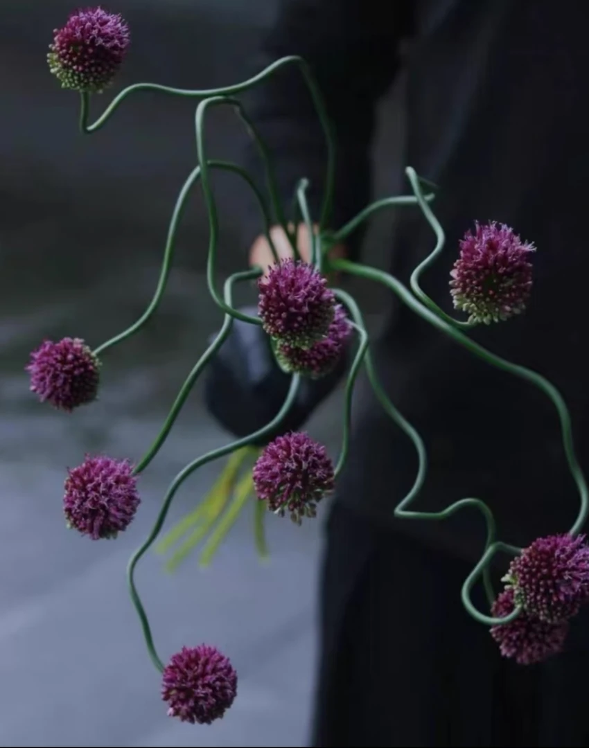 （云云推荐）进口弯葱花鲜切花可做干花懒人花材
