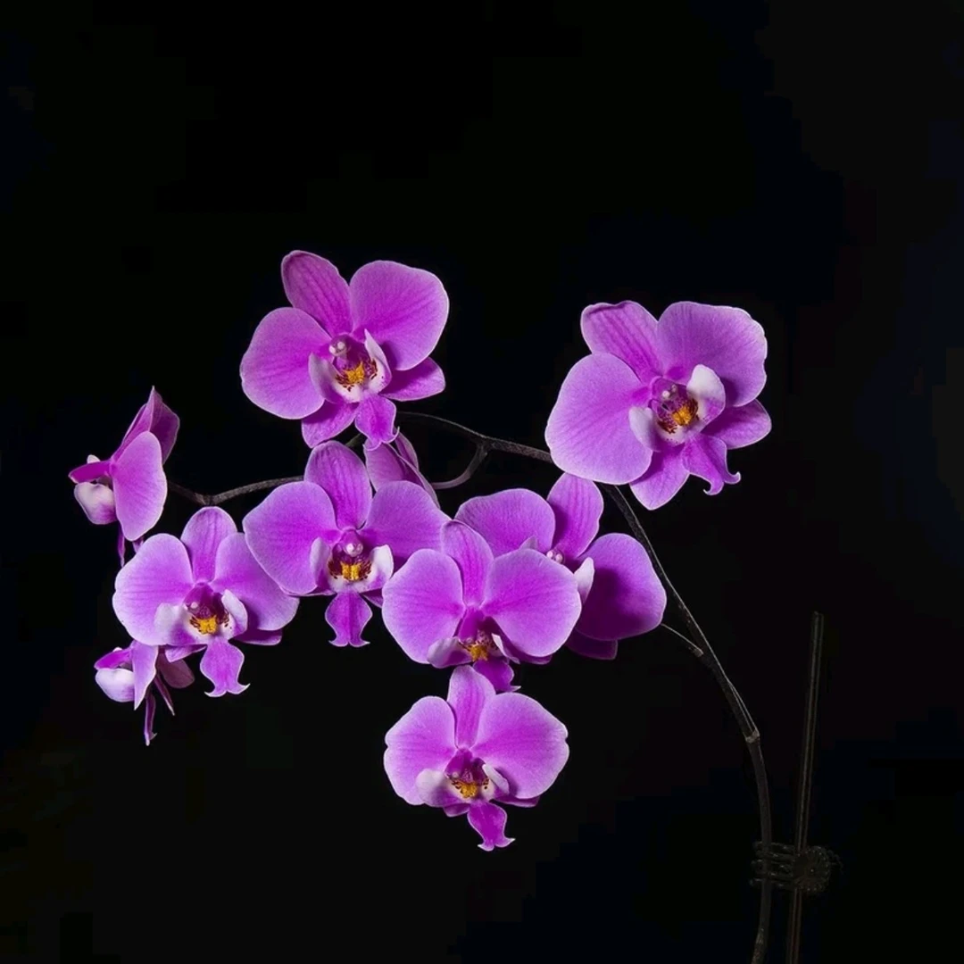 原生西雷利“云豹”分生蝴蝶兰大花花盆栽兰花室内植物花卉好养活