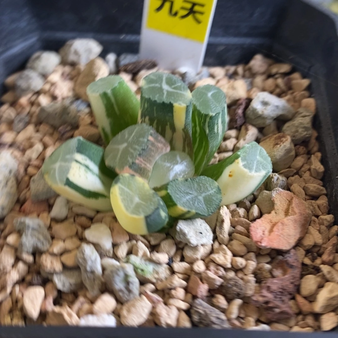 686号玉龙万象锦带盆