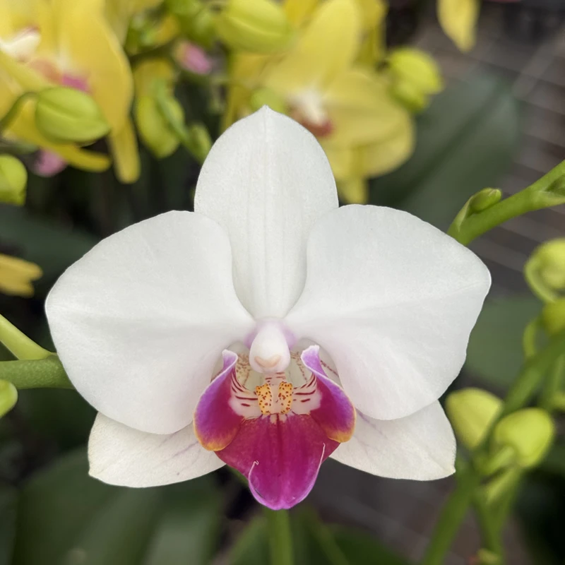 【小魔仙】蝴蝶兰白色中花办公室阳台植物兰花洋兰盆栽花卉包邮