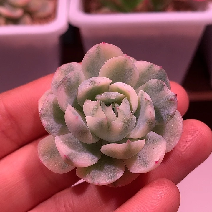 冰梅锦锦锦锦锦锦锦