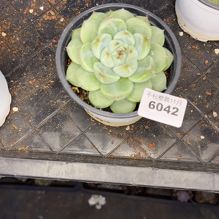 阿雅园艺。        6042