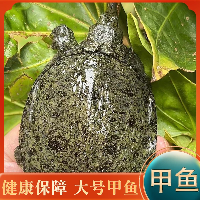 生态外塘冷水1-3两甲鱼苗水鱼团鱼王八鲜活便宜包邮可当宠物养