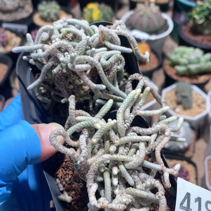 玛****瓶418大老桩银蚕2颗