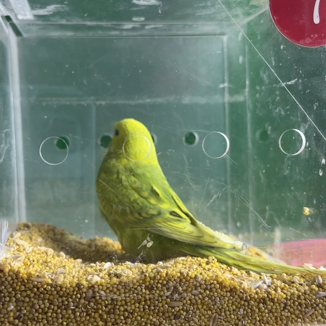 虎皮鹦鹉大头鹦鹉