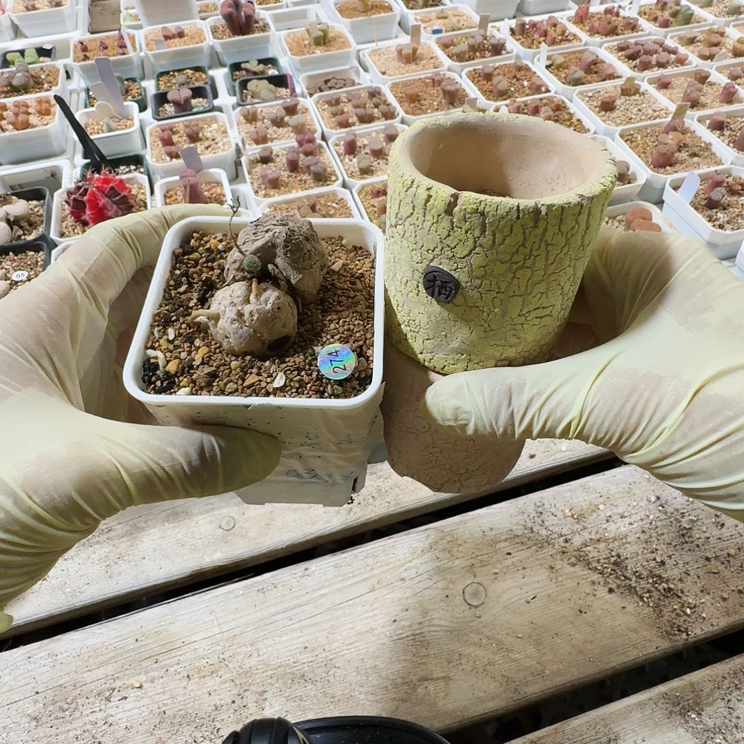 多肉植物福利风铃