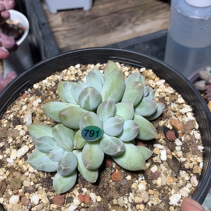 松果美人多肉植物