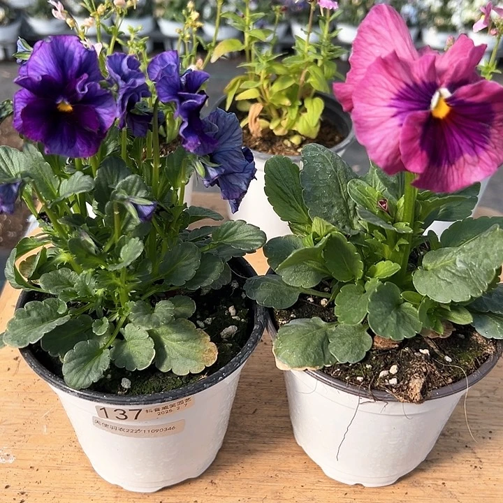 水晶抖音直播闪拍137-138