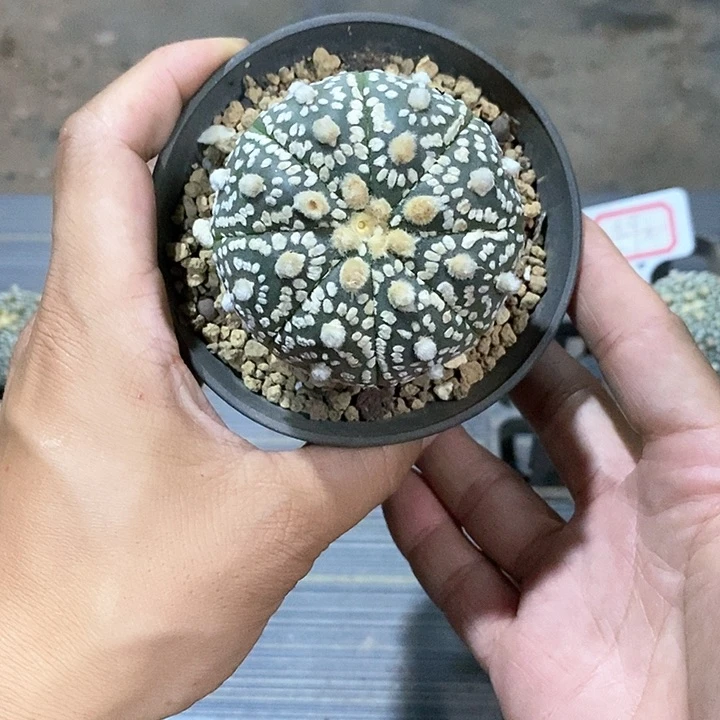 长***长超兜实生脱土发货