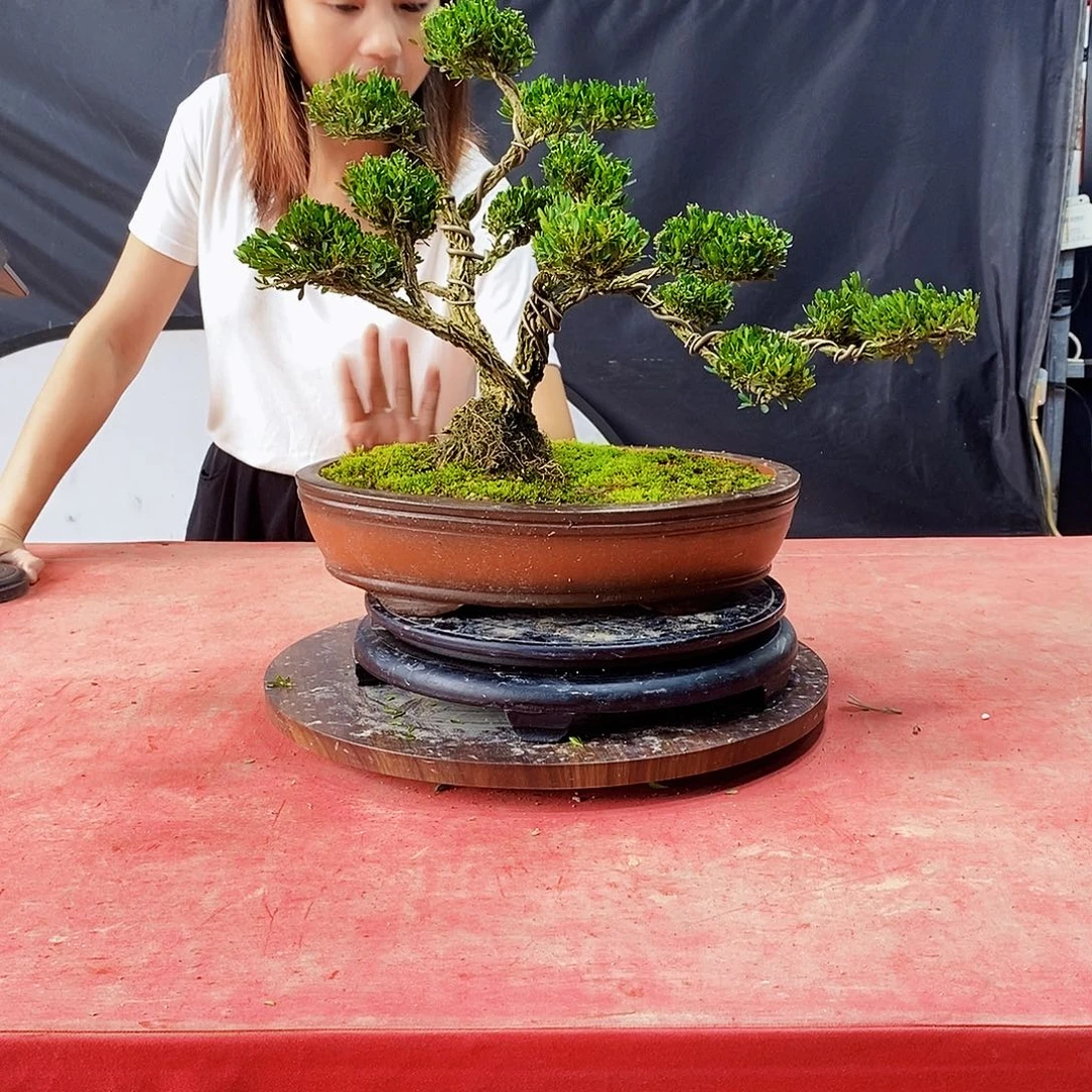 无花朵广东皱皮雀舌黄杨