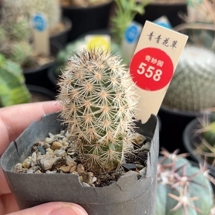 实生虾一棵仙人球